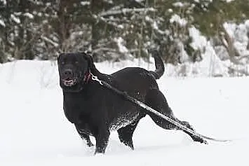 Piękny, czarny pies w typie labradora szuka domu.
