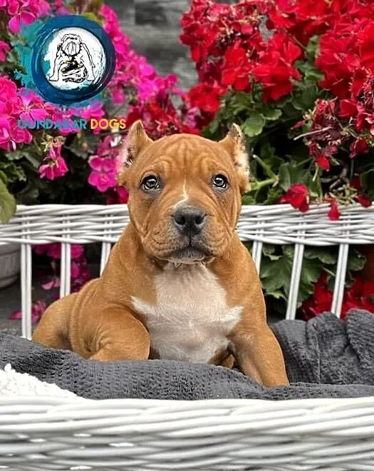 American Bully ABKC suczka, Wielkopolskie, Koło