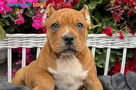 American Bully ABKC  suczka, Wielkopolskie, Koło