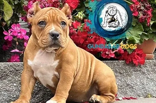 American Bully ABKC  suczka, Wielkopolskie, Koło