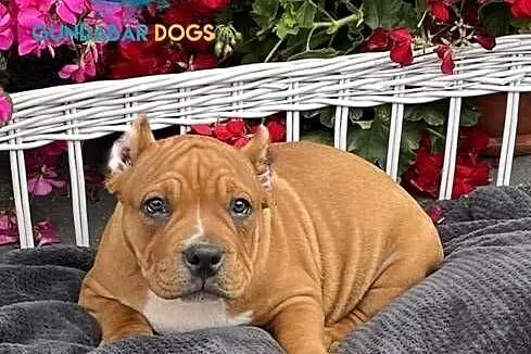 American Bully ABKC  suczka, Wielkopolskie, Koło
