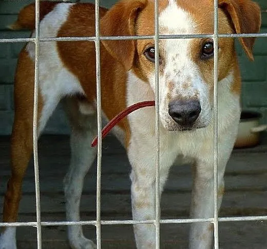 Łacio - czeka w schronisku na odmianę losu. Adoptu