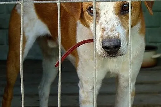 Łacio - czeka w schronisku na odmianę losu. Adoptu