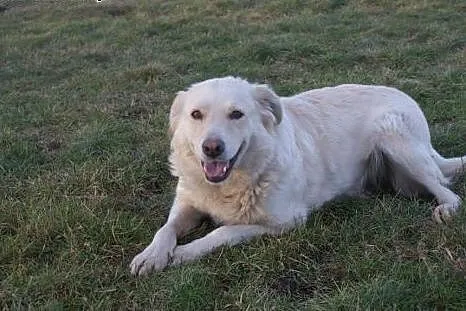 Śliczna Daisy w typie retrievera do adopcji,  Golden retriever cała Polska