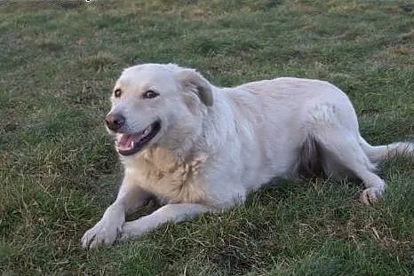 Śliczna Daisy w typie retrievera do adopcji,  Gold