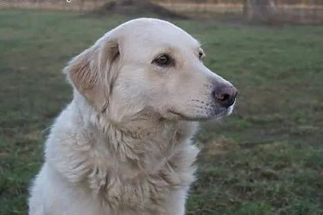 Śliczna Daisy w typie retrievera do adopcji,  Gold