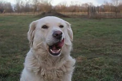 Śliczna Daisy w typie retrievera do adopcji,  Gold