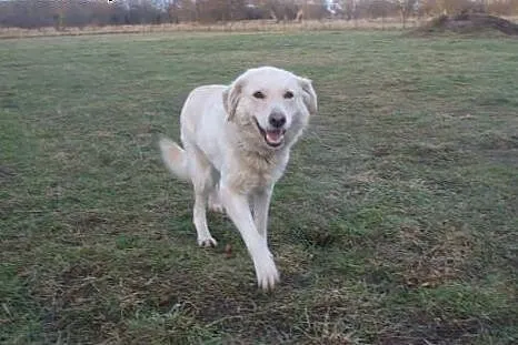 Śliczna Daisy w typie retrievera do adopcji,  Gold