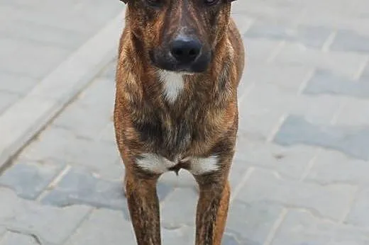 Max kochany psiak szuka domu.,  łódzkie Łódź