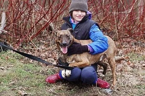 Max kochany psiak szuka domu.,  łódzkie Łódź