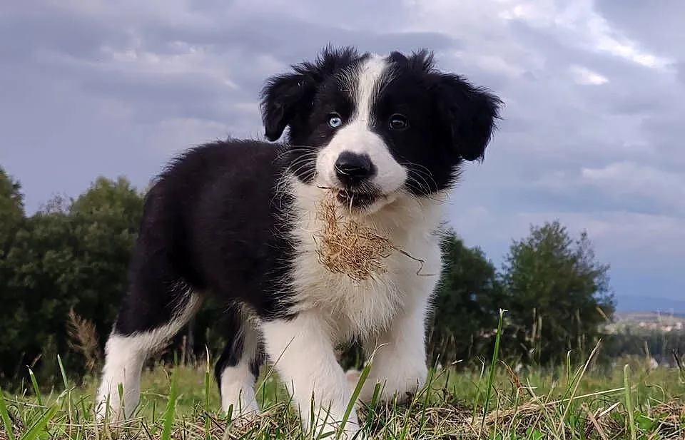 Border Collie - Rasowy Pies / Samiec z błyskiem w oku, komplet dok., Podkarpackie, Iwonicz