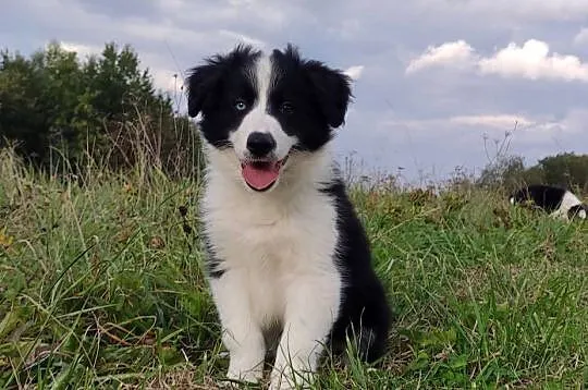 Border Collie - Rasowy Pies / Samiec z błyskiem w oku, komplet dok., Podkarpackie, Iwonicz