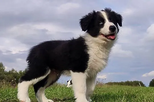 Border Collie - Rasowy Pies / Samiec z błyskiem w oku, komplet dok., Podkarpackie, Iwonicz