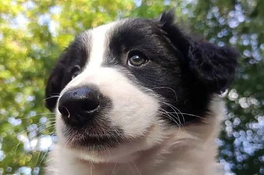 Border Collie - Rasowy Pies / Samiec z błyskiem w oku, komplet dok., Podkarpackie, Iwonicz