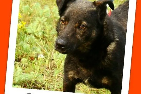 10 kg,sympatyczny,towarzyski czarny kundelek BILBO