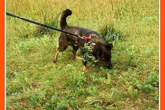 10 kg,sympatyczny,towarzyski czarny kundelek BILBO