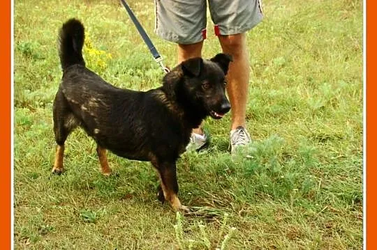10 kg,sympatyczny,towarzyski czarny kundelek BILBO