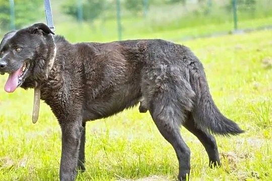 Xardas- szuka dobrego domu !, Małopolskie, Oświęcim