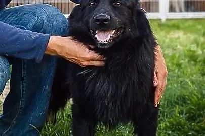 DIEGO – piękny, zrównoważony, łagodny, młody psiak do adopcji.