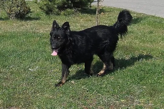 DIEGO – piękny, zrównoważony, łagodny, młody psiak