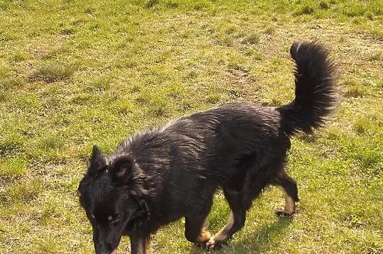 DIEGO – piękny, zrównoważony, łagodny, młody psiak