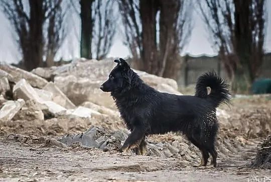 DIEGO – piękny, zrównoważony, łagodny, młody psiak