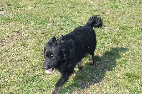 DIEGO – piękny, zrównoważony, łagodny, młody psiak