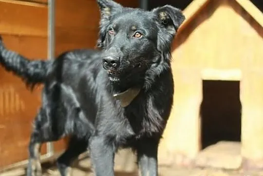 DIEGO – piękny, zrównoważony, łagodny, młody psiak