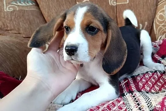 Suczka Beagle czystej rasy