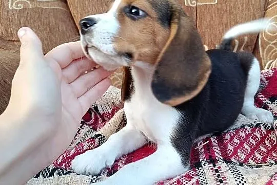 Suczka Beagle czystej rasy, Podkarpackie, Otałęż