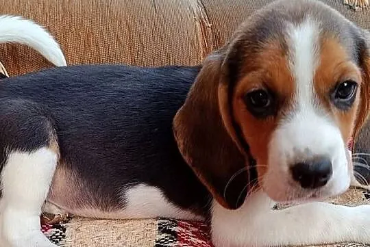 Suczka Beagle czystej rasy, Podkarpackie, Otałęż