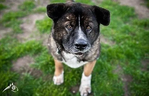APSIK pięknie się kłania i poleca do adopcji, mał