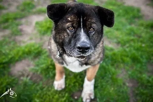 APSIK pięknie się kłania i poleca do adopcji,  mał