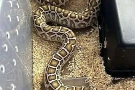 Birman hypo het pied