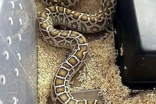 Birman hypo het pied