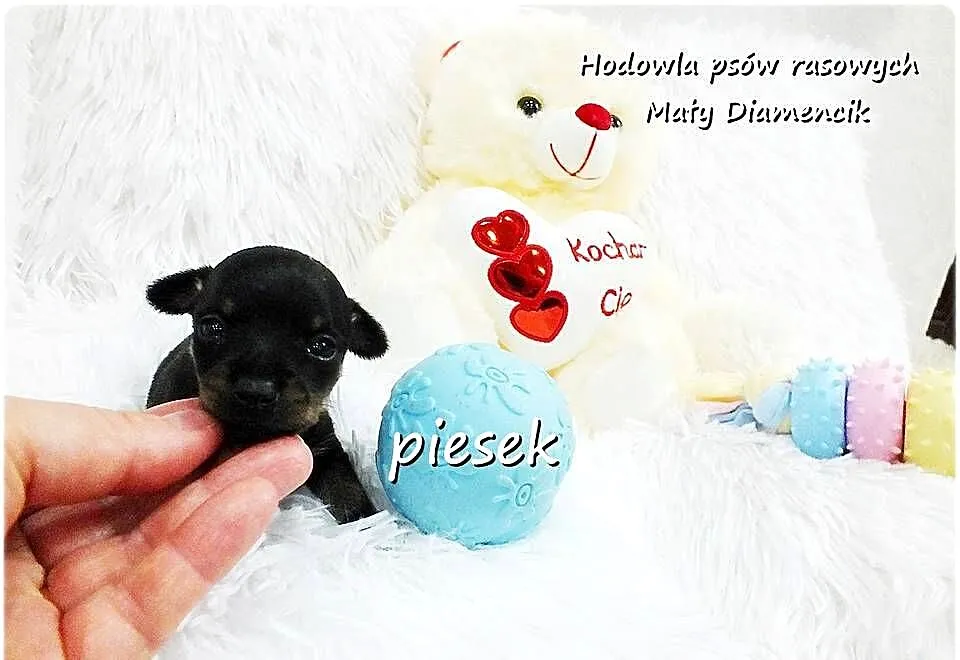 Mini Piesek Ratlerek XS! Pinczer miniaturowy z Rodowodem Do REZERWACJI !!!, Lubuskie, Żary