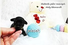Mini Piesek Ratlerek XS! Pinczer miniaturowy z Rodowodem Do REZERWACJI !!!