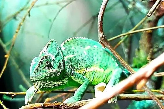 Kameleon jemeński, kameleony jemeńskie , samce i samiczki, Warmińsko-mazurskie, Giżycko