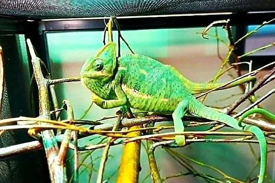 Kameleon jemeński, kameleony jemeńskie , samce i samiczki, Warmińsko-mazurskie, Giżycko