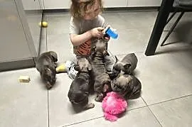buldog francuski szczenię