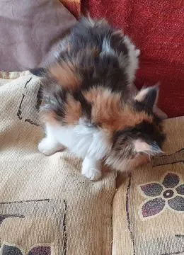 niesamowity Kocięta Maine Coon. whatsapp +48782076170, , Randówka