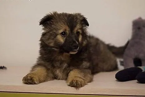 ŻELKA- 7tyg suczka  do adopcji!,  mazowieckie Wars