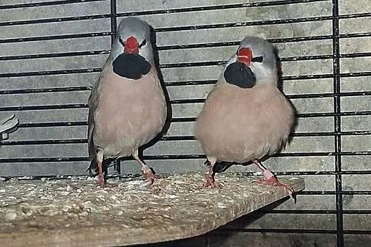 Samce amadyny osternej