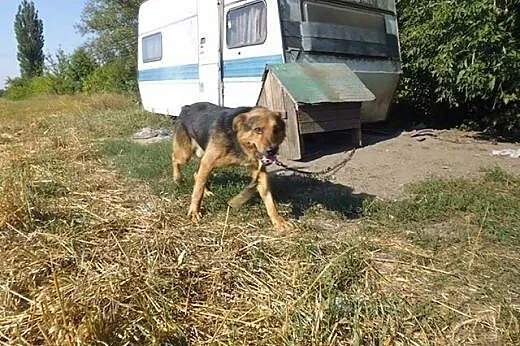 Łagodny, inteligentny Ares, zabrany z piekła szuka
