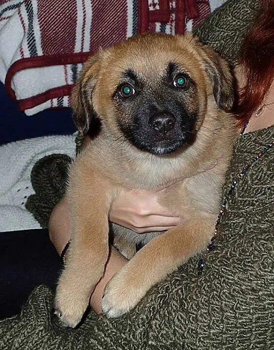 Karmelkowa słodycz, malutki SZCZENIAK do adopcji!