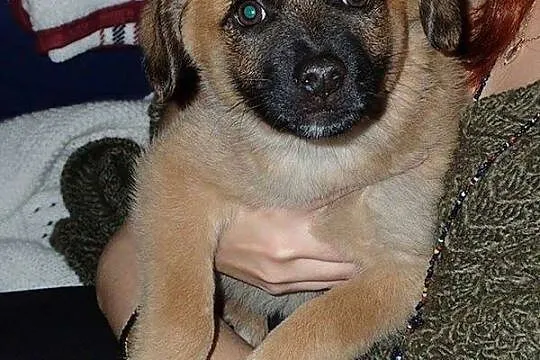 Karmelkowa słodycz, malutki SZCZENIAK do adopcji!