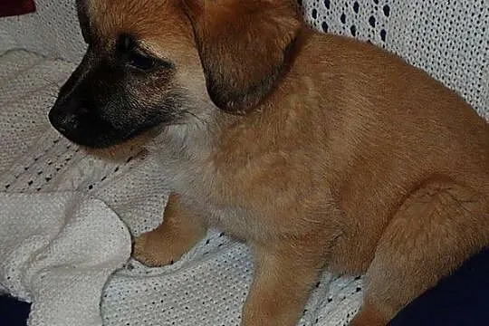 Karmelkowa słodycz, malutki SZCZENIAK do adopcji!