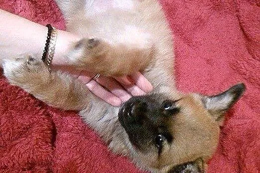Karmelkowa słodycz, malutki SZCZENIAK do adopcji!