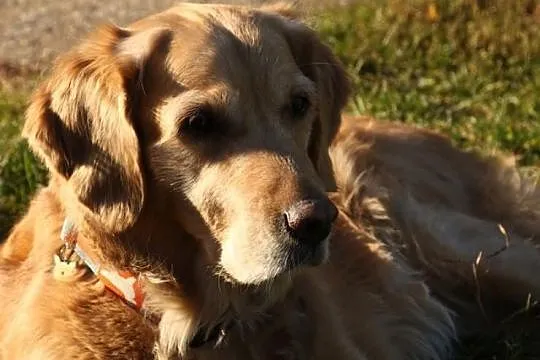 Golden Retriever - Megi do adopcji