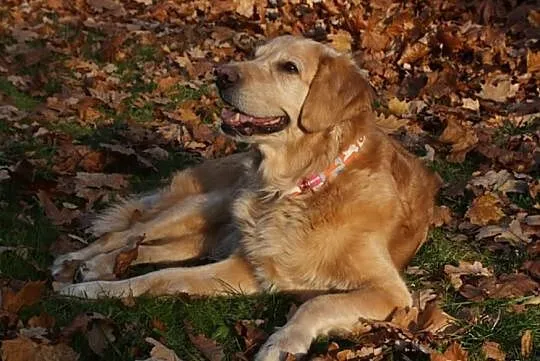 Golden Retriever - Megi do adopcji